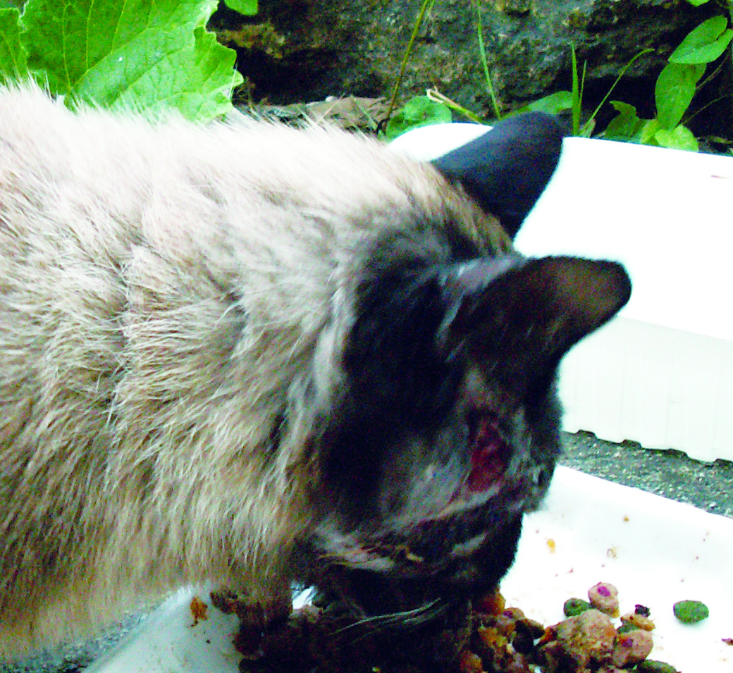 Abcès chronique de la face chez un chat mâle non castré infecté par le FIV