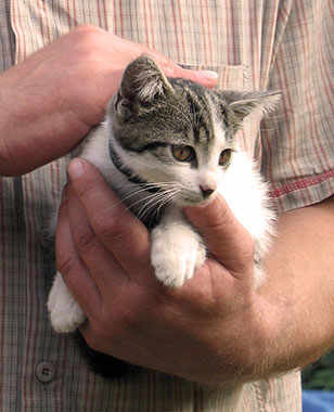 Adopter un chat ou un chaton, importance de l'adoption.