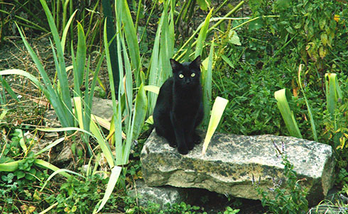 Le chat est le mammifère de compagnie le plus répandu dans les foyers français